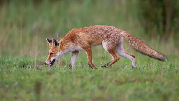 Red Fox Vulpes Vulpes Smelling Green Meadow Summertime Nature Orange — Fotografia de Stock