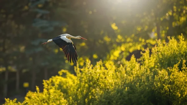 Cigogne Blanche Ciconia Ciconia Avec Des Ailes Ouvertes Dessus Des — Photo