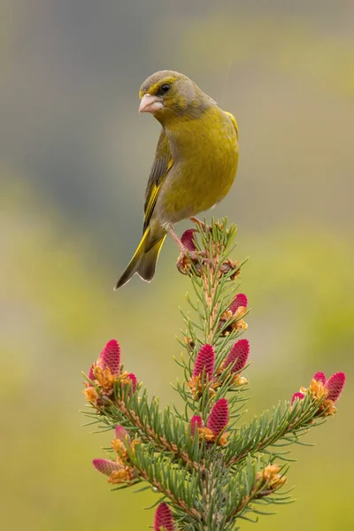 European Greenfinch Chloris Chloris Sitting Tree Spring Vertical Shot Yellow — ストック写真