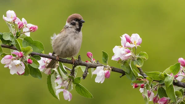Eurasian Tree Sparrow Passer Montanus Sitting Blooming Branch Spring Little — ストック写真