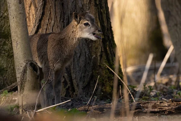 Juvenile Mouflon Ovis Orientalis Bleating Forest Spring Nature Young Wild — ストック写真