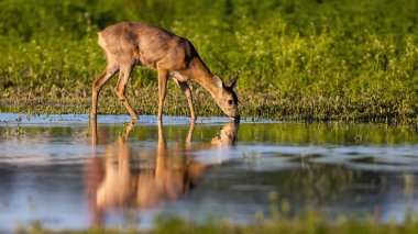 Roe deer, capreolus capreolus, drinking from splash with reflection in water. Female mammal bending neck to the marsh in spring. Hind standing on flood in sunligt.