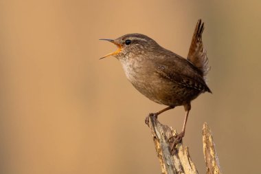 Eurasian wren, troglodytes troglodyte, singing on stump in spring with copy space. Little brown bird sitting on tree form side. Small songbird with open beak on wood. clipart