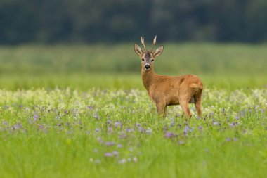 Roe deer, capreolus capreolus, observing on blooming meadow with copy space. Roebuck looking to the camera on blossom field. Antlered male mammal standing on wildflowers.