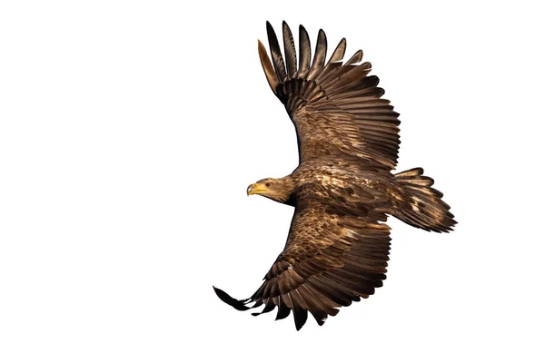 독수리 Haliaeetus Albicilla 배경에서 고립된 비행중입니다 갈색의 공간으로 다닙니다 사냥꾼 — 스톡 사진