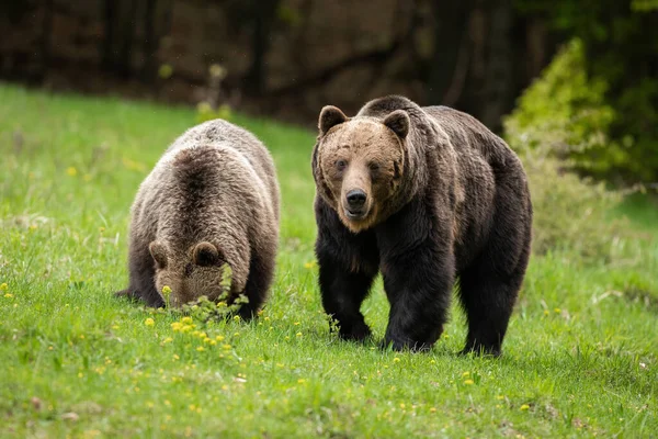 Par Ursos Pardos Ursus Arctos Andando Prado Época Rutting Dois — Fotografia de Stock