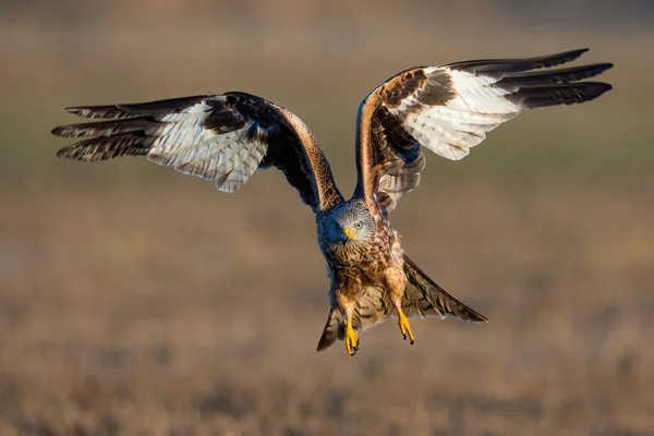 Red Kite Milvus Milvus Approaching Flight Front Summer Brown White — Stockfoto