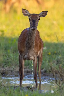 Kızıl geyik, cervus elaphus, dikey çekimde çayıra işiyor. Vahşi arka, sahadaki kameraya bakıyor. Dişi memeliler yazın bataklığa işerler..