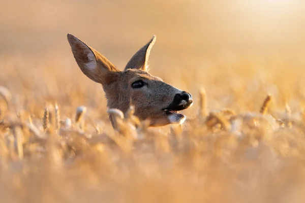 Roe Deer Capreolus Capreolus Peeking Out Grain Golden Hour Ligh — Stock Photo, Image