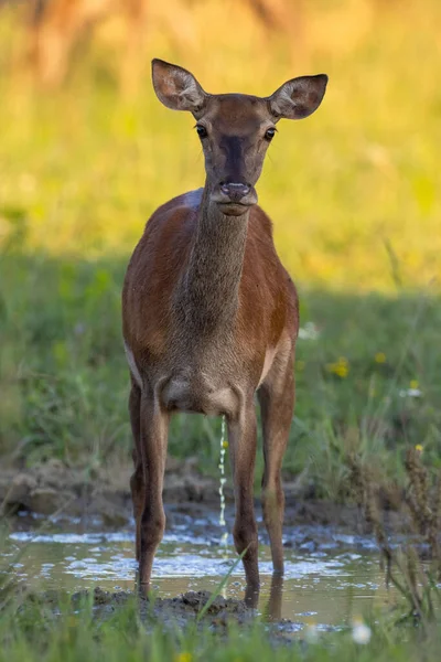 Red Deer Cervus Elaphus Peeing Water Meadow Vertical Shot Wild — Stockfoto