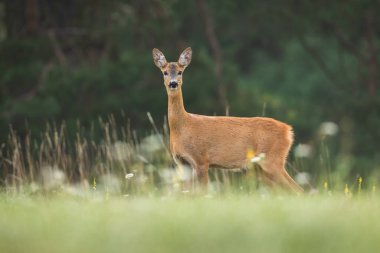 Roe geyiği, capreolus capreolus, yazın çayırdaki kameraya bakıyor. Çayırda duran kahverengi arka taraf. Dişi vahşi hayvan yeşil tarlaya bakıyor..