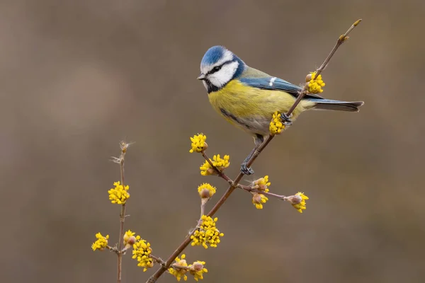 Eurasian Blue Tit Cyanistes Caeruleus Sitting Twig Spring Nature Colorful — Stock fotografie