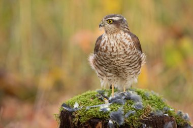 Avrasya atmacası, kazazede Nisus, ormandaki kütüğün üzerinde profilden oturuyor. Ormandaki yosunları izleyen kahverengi şahin. Tüylü yırtıcı kesilen ağaca bakıyor.