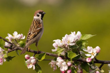 Eurasian tree sparrow, passer montanus, resting on bough with blossom flowers. Little brown bird sitting on blooming branch. Wild animal with wings observing on tree.