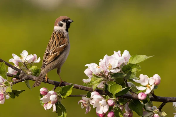 Gorrión Árbol Eurasiático Passer Montanus Descansando Sobre Rama Con Flores — Foto de Stock