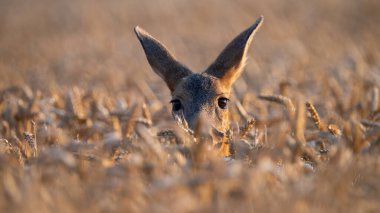 Roe geyiği, capreolus capreolus, buğdaydan gizlice bakan dişi. Maktul ayrıntılarıyla kameraya bakıyor. Kahverengi memeliler yazın tahıldan çekilirler..