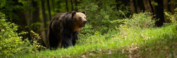 Brown Bear Ursus Arctos Approaching Forest Panoramic Shot Dark Carpathian — Fotografia de Stock