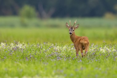 Roe deer, capreolus capreolus, looking to the camera on meadow in summer. Antlered mammal observing on wildflowers with copy space. Roebuck standing on blooming meadow.