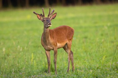 Kızıl geyik, kadife boynuzları otlakta duran Cervus Elaphus. Kahverengi geyik yazın çayırda otluyor. Yazın yeşil araziye bakan erkek memeliler..