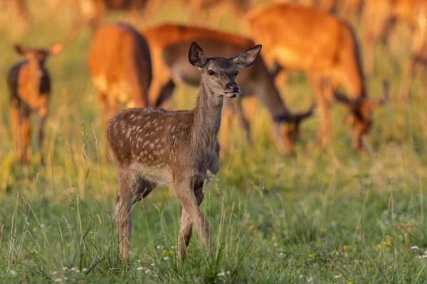 Juvenile Red Deer Cervus Elaphus Moving Pasture Golden Hour Young — Φωτογραφία Αρχείου