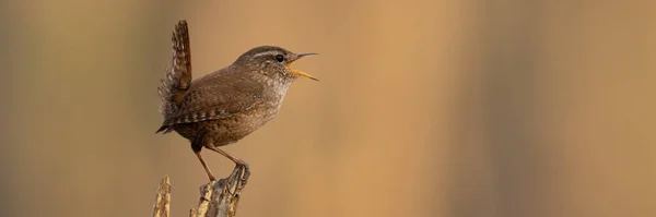 Eurasian Wren Troglodytes Troglodyte Sitting Wood Side Panoramic Shot Little — Stok Foto