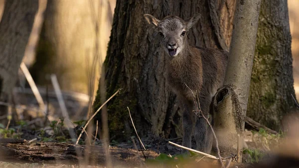 Mouflon Bébé Ovis Orientalis Avec Bouche Ouverte Dans Les Bois — Photo