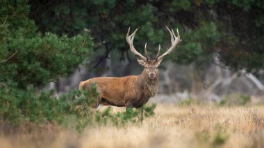 Görkemli kızıl geyik, Cervus Elaphus Hollanda 'daki Hoge Veluwe Ulusal Parkı' nın çam ormanındaki kameraya bakıyor. Büyük boynuzlu geyik kuru çimlerin üzerinde duruyor. Ormanda erkek memeliler izliyor..