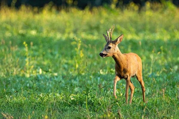 Roe Szarvas Capreolus Capreolus Séta Réten Nyáron Fénymásolási Hellyel Barna — Stock Fotó