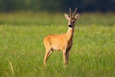Roe geyiği, capreolus capreolus, yaz mevsiminde çayır manzarası. Yazın yeşil alanda duran boynuzlu memeliler. Roebuck otlağı izliyor.