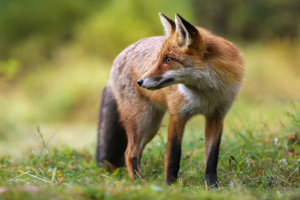 Alert Red Fox Vulpes Vulpes Standing Grassland Summer Nature Orange — Stockfoto