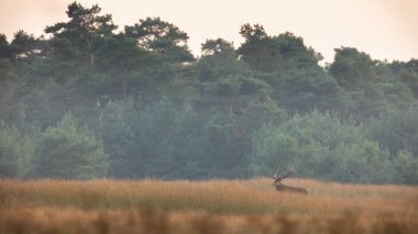 Kızıl geyik, Cervus Elaphus, ormanın önündeki kuru çimlerin üzerinde fotokopi uzayı ile duruyor. Boynuzlu memeliler arka planda ağaçlık alanla çayıra bakıyor. Çayırda geyik gözlüyor..