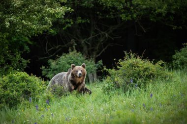 Kahverengi ayı, ursus arctos, yazın ormanda çimlerin üzerinde yürüyor. Kara yırtıcı yaz doğasında ormanlık araziye bakıyor. Büyük memeli yeşil açıklıkta hareket ediyor..