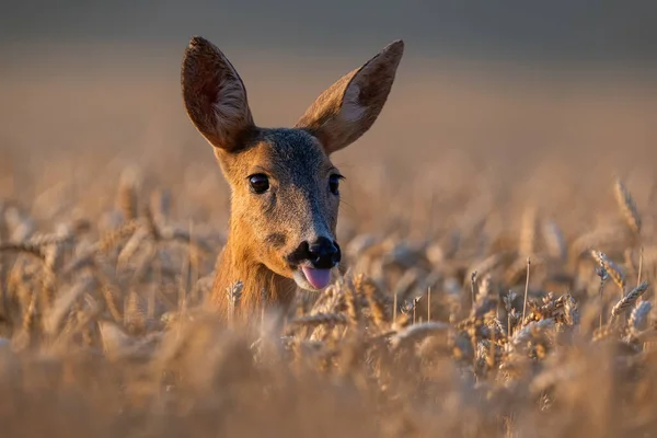 Roe Deer Capreolus Capreolus Tongue Sticking Out Wheat Close Female — Fotografia de Stock