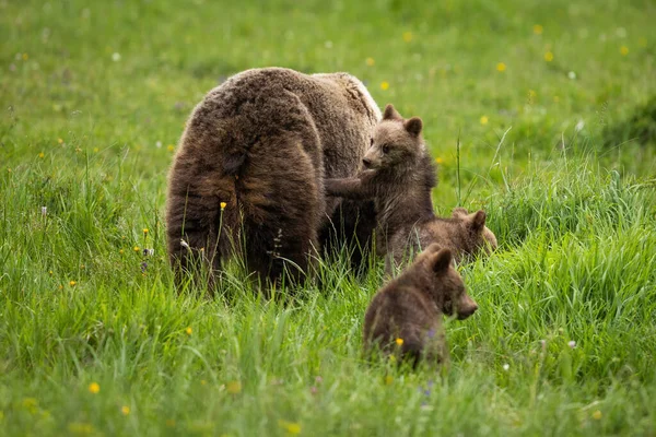 Family Brown Bear Ursus Arctos Playing Meadow Summer Nature Baby — стоковое фото