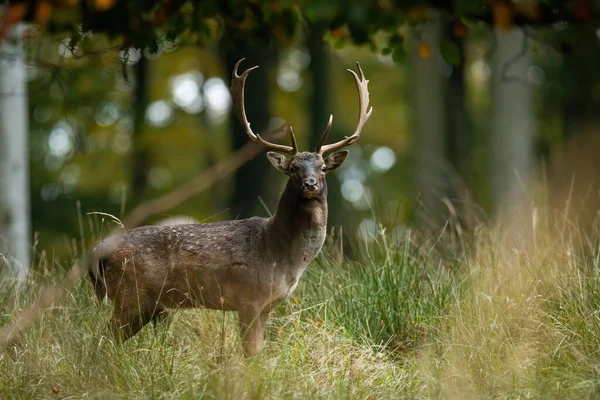 Fallow Deer Dama Dama Looking Camera Forest Autumn Spotted Stag — Φωτογραφία Αρχείου