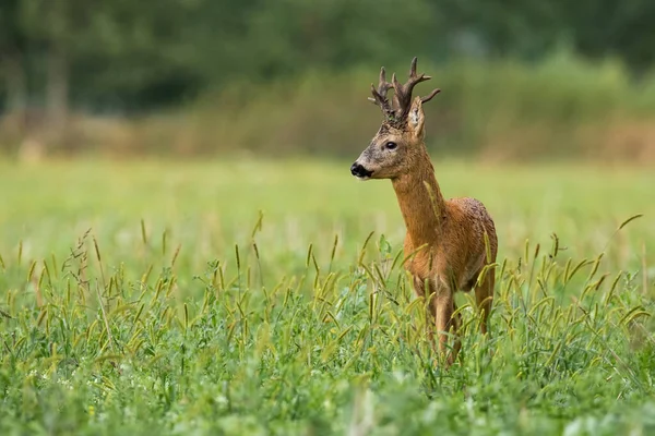 Red Deer Cervus Elaphus Standing Long Grass Summer Copy Space — Stock fotografie