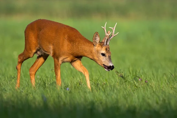 Roe Deer Capreolus Capreolus Walking Green Meadow Summer Nature Brown — Fotografia de Stock