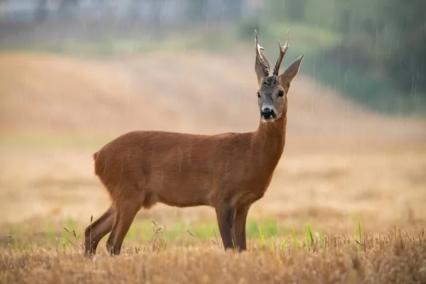 Roe Deer Capreolus Capreolus Standing Stubble Raining Summer Brown Buck — Stockfoto