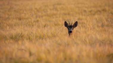 Roe deer, capreolus capreolus, peeking out of the wheat in summer nature. Buck looking to the camera on field in summertime. Male mammal watching on farmland.