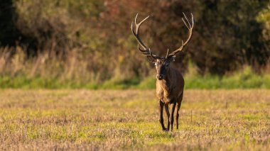 Red deer, cervus elaphus, approaching on field in autumn sunset light. Stag coming closer on meadow in evening sunlight. Male animale with antlers walking on meadow.