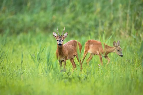 Couple Roe Deer Capreolus Capreolus Standing Long Grass Summer Nature — Photo
