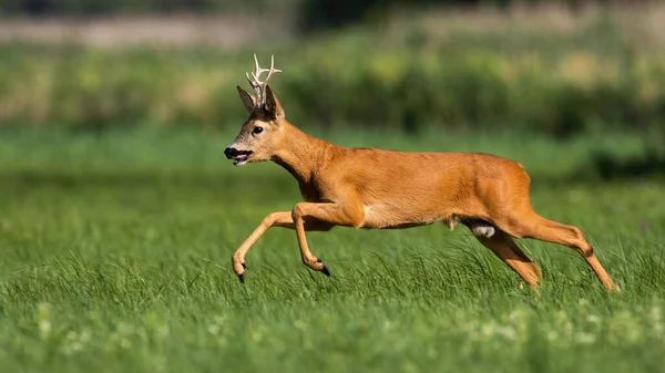 Roe deer, capreolus capreolus, running on flower field in summertime nature. Buck jumping on grassland in summer. Male mammal sprinting on green pasture.