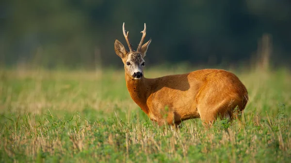 Roe Deer Capreolus Capreolus Looking Shoulder Field Summer Brown Male — Fotografia de Stock