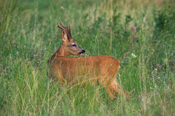 Roe Deer Capreolus Capreolus Looking Shoulder Meadow Summer Buck Observing —  Fotos de Stock
