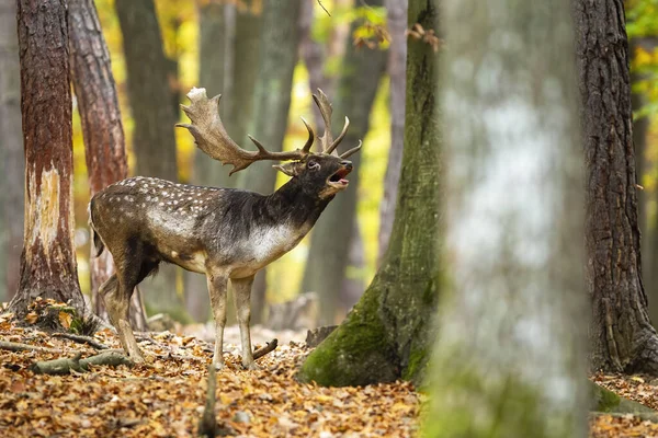 Fallow Deer Dama Dama Roaring Woodland Autumn Color Nature Spotted — Φωτογραφία Αρχείου