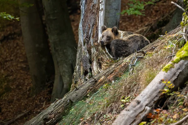 Tired Brown Bear Ursus Arctos Sleeping Forest Autumn Nature Large — 스톡 사진