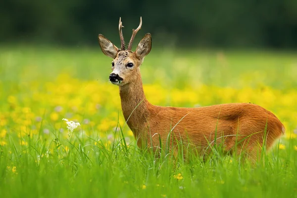 Ελάφι Capreolus Capreolus Ελάφι Στέκεται Ένα Ανθισμένο Λιβάδι Ανάμεσα Κίτρινα — Φωτογραφία Αρχείου