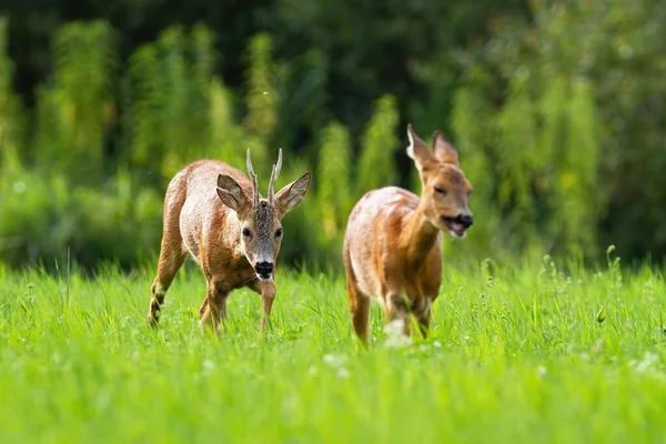 Pair Roe Deer Capreolus Capreolus Buck Doe Walking Together Summer — Photo