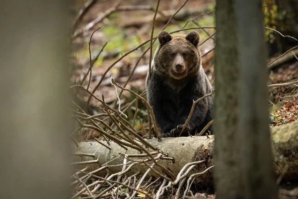 Curious Brown Bear Ursus Arctos Peeking Out Fallen Tree Spring —  Fotos de Stock