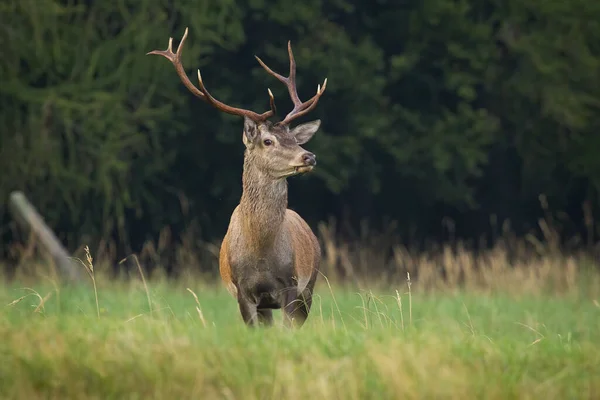 Red Deer Cervus Elaphus Standing Long Grassland Autumn Nature Antelred — Stock fotografie